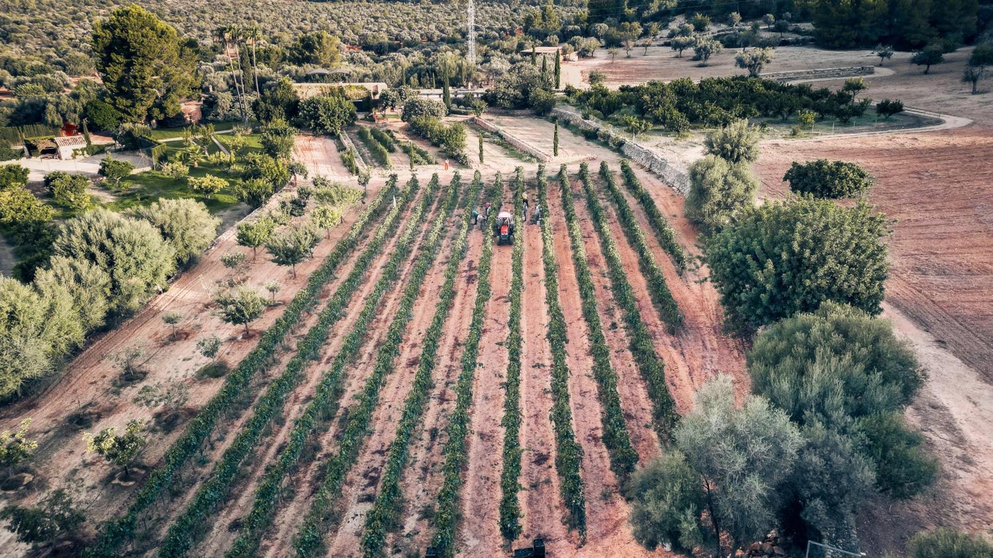 Finca Es Cabas Santa Maria del Cami  Exteriér fotografie